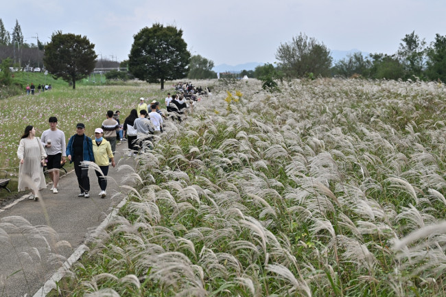 광주서창억새축제 10년의 감성으로 물들다